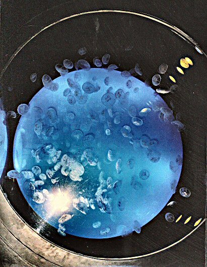 San Sebastian - Muzeum Oceanograficzne -meduzy