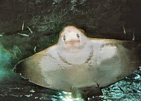 San Sebastian - Muzeum Oceanograficzne - raja płaszczka