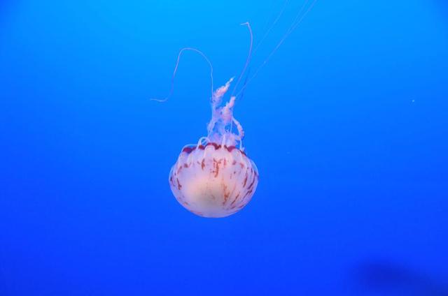Monterey Bay