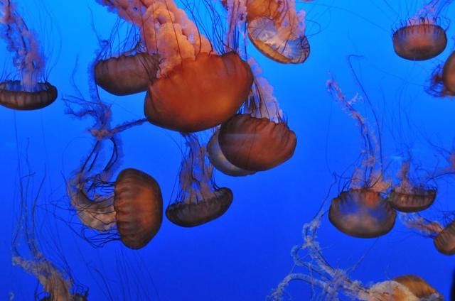 Monterey Bay
