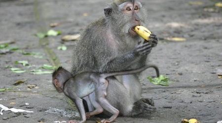 Monkey Forest – Ubud, Indonezja