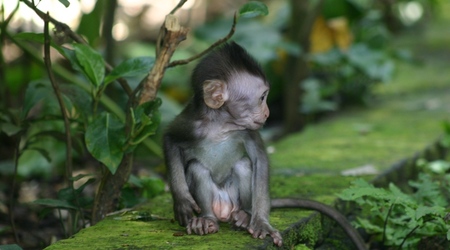 Maleństwo w Monkey Forest – Ubud, Indonezja