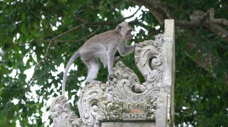 Mieszkańcy Monkey Forest – Ubud, Indonezja