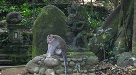 Mieszkańcy Monkey Forest – Ubud, Indonezja