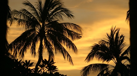 palmy – Lombok, Indonezja