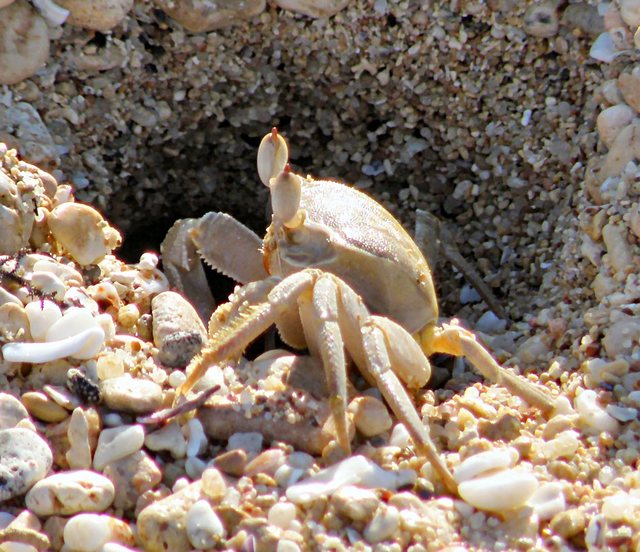 Krab tułacz w  oczekiwaniu  przypływu