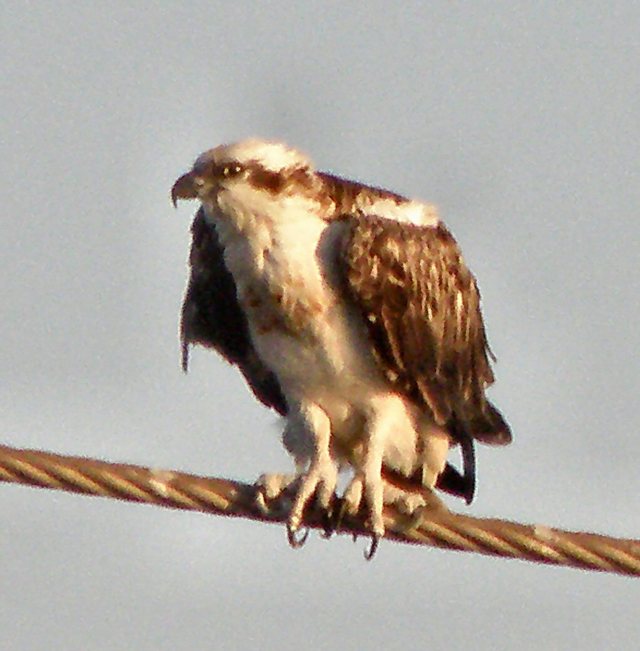 Tylko  dla  orłów
