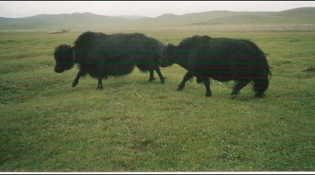 Jaki – Mongolia