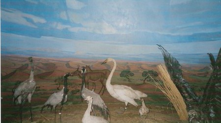 Ptaki – Mongolia