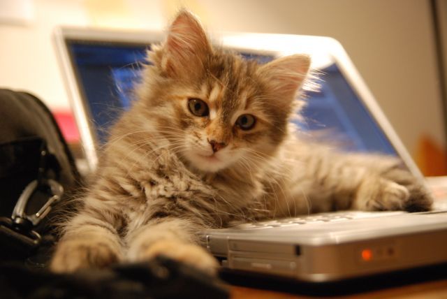 topcat ;)