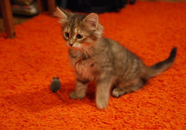 to ile mam tych myszy?