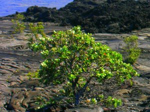 Big Island (Hawaii)