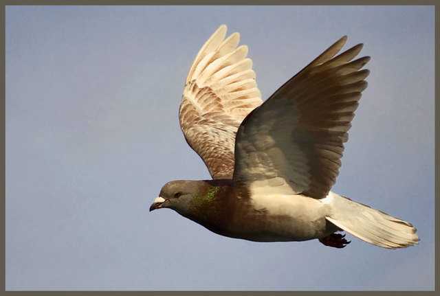 Pocztowiec-tylko listu mu brakuje 