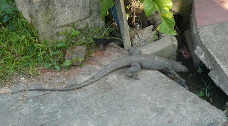 waran z Unawatuny – Unawatuna, Sri Lanka