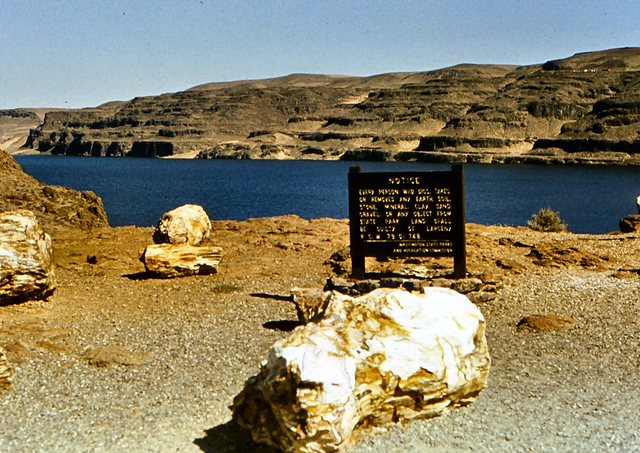 Oregon, Columbia River, rezerwat skamieniałego  lasu