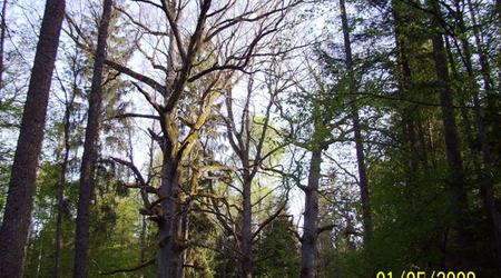 Bialowieza – Białowieża, Polska