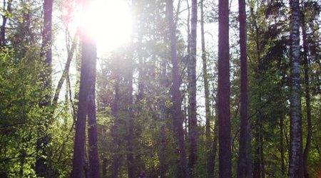 Bialowieza – Białowieża, Polska
