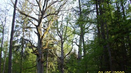 Bialowieza – Białowieża, Polska