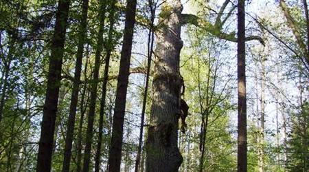 Bialowieza – Białowieża, Polska