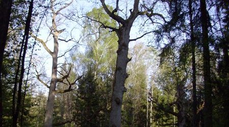 Bialowieza – Białowieża, Polska