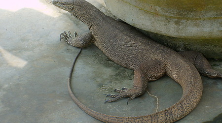 wszechobecny waran – Sri Lanka