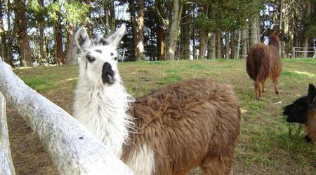 Llama – Otavalo, Ekwador