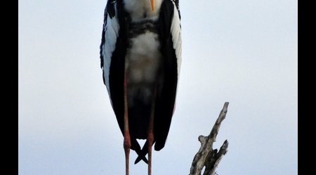 239918 - Yala – Sri Lanka