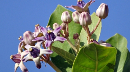 239930 - Yala – Sri Lanka