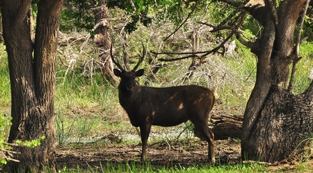 239936 - Yala – Sri Lanka