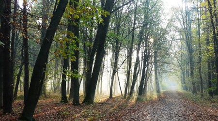 Mgła pochłania las – Las Kabacki, Polska