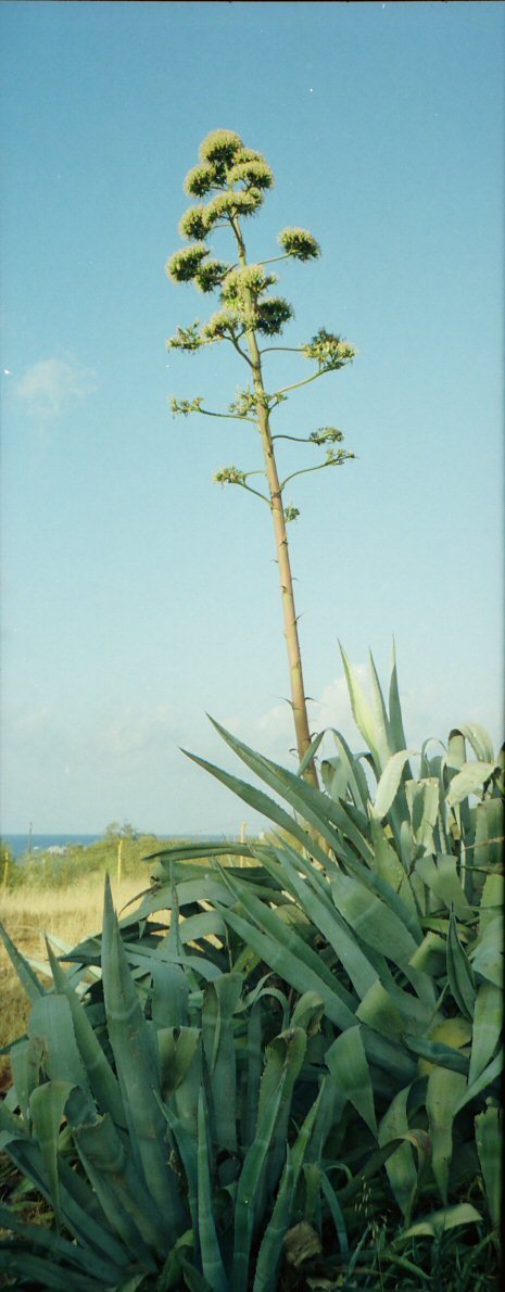 Hersonissos