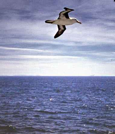 Atlantyk R.V. Profesor  Siedlecki-albatros