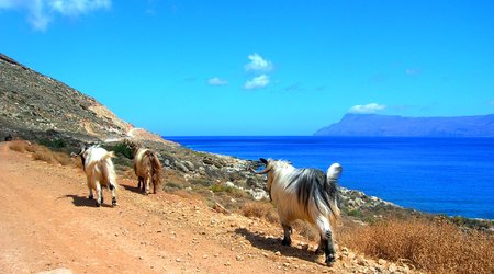 Leniwe kozy na greckim bezdrozu pn zach wybrzeze krety grecja sierpien 2005 – Kreta