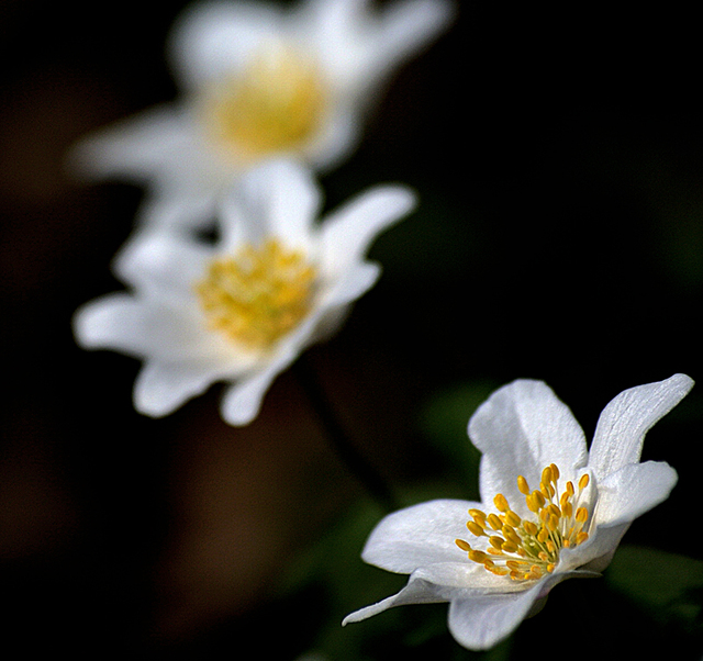 małe polowanko na kwiatki ....