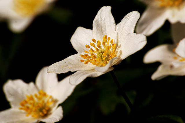 małe polowanko na kwiatki ....