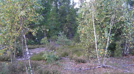 ulubiony las – Michałowo, Polska