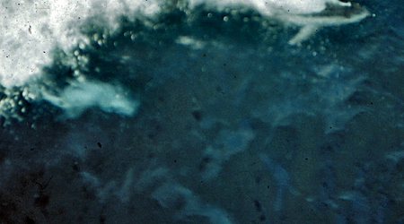 R.V. Profesor  Siedlecki - dwa  delfiny  przed  dziobem – Ocean spokojny