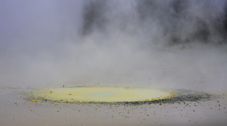 ostryga – Rotorua, Nowa Zelandia