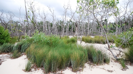 65 – Cayo Lewisa, Kuba
