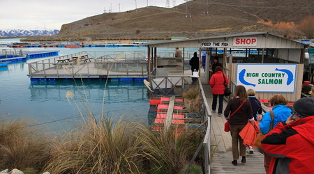 ferma – Christchurch, Nowa Zelandia