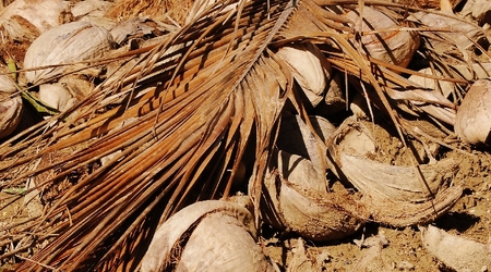 255587 - Baracoa REZERWAT W DOLINIE RZEKI TOA – Kuba