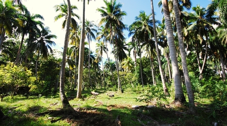 255588 - Baracoa REZERWAT W DOLINIE RZEKI TOA – Kuba