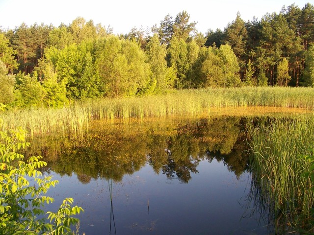 Leśny stawik we Wsoli