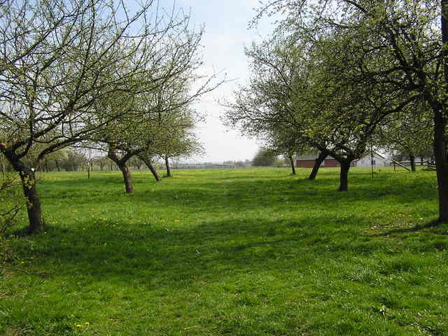 Bernów