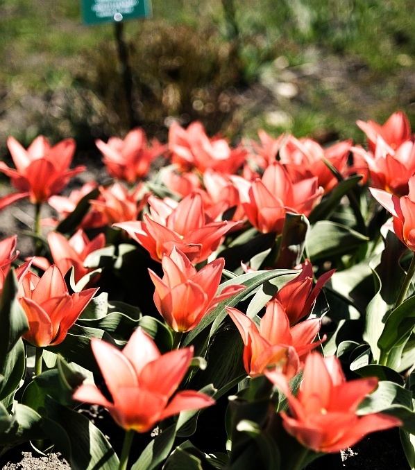 Flowers - ogrod botaniczny