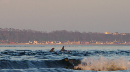dwa delfiny .. – latarnia w Fortrose, Wielka Brytania