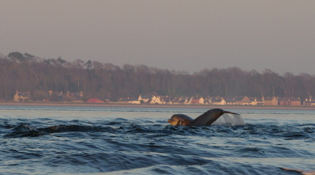 delfiny .. – latarnia w Fortrose, Wielka Brytania