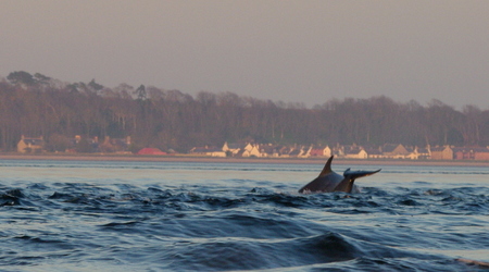 delfiny ... – latarnia w Fortrose, Wielka Brytania