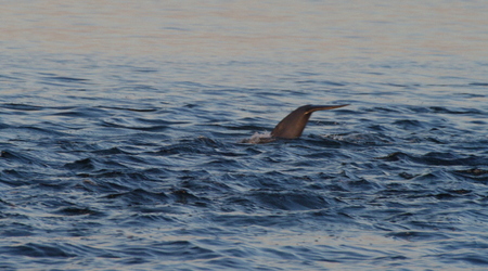 delfiny .. – Fortrose, Wielka Brytania