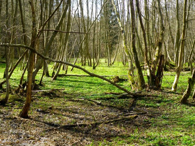 Rezerwat  "Jar Raduni" - 2010/04